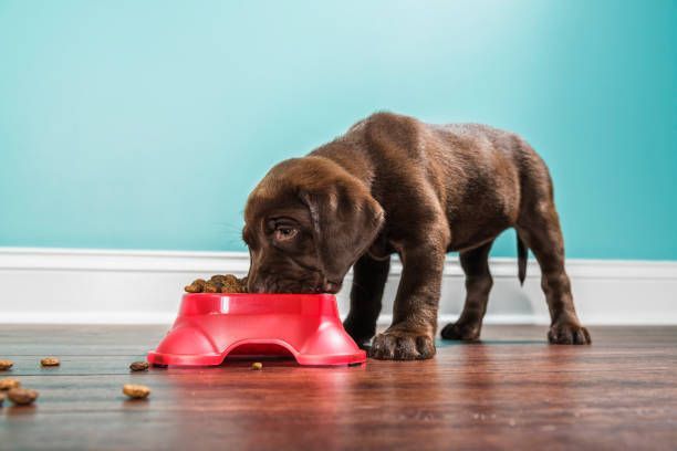 Chocolate lab puppy eating kibble from a red bowl on a wood floor, teal wall.