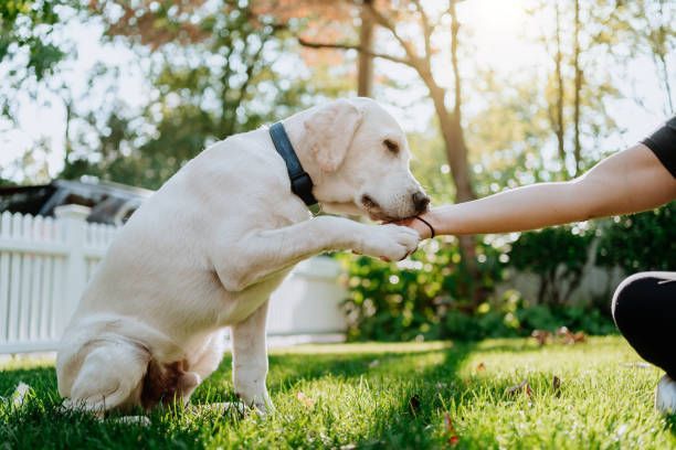 Yellow Labrador dog giving a paw to a person on green grass, with a white fence in the background.