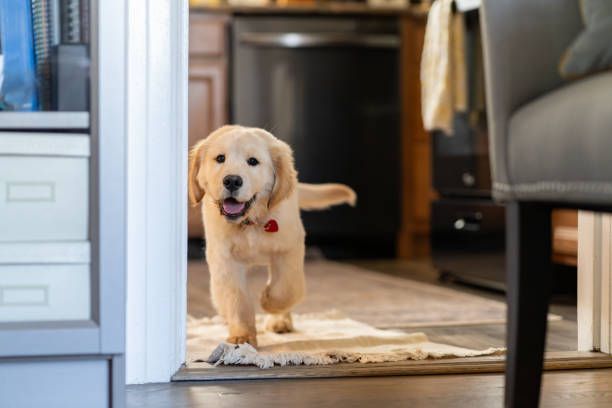 Golden retriever puppy running through doorway, smiling, indoors.