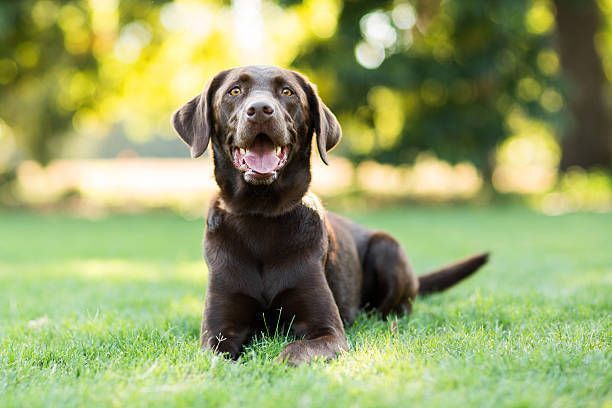 Brown Labrador dog laying in grass, panting, with a sunny background.