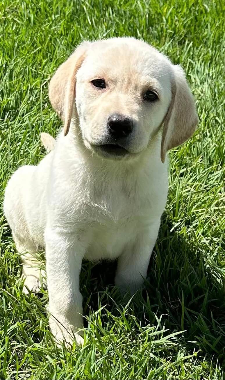 Yellow Labrador puppy sitting in green grass.