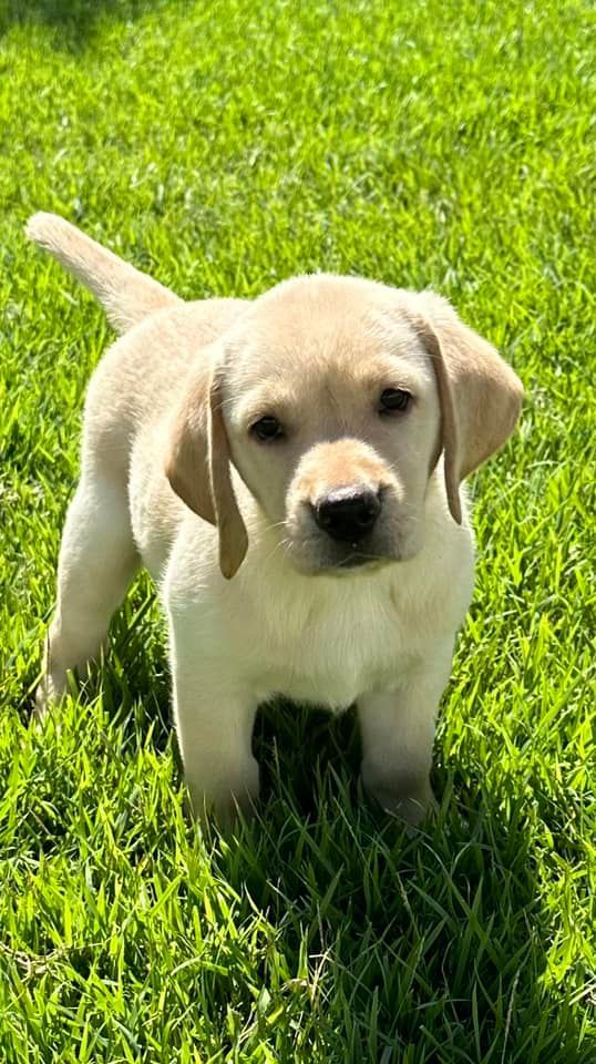 Yellow Labrador puppy standing in green grass, looking at the camera.