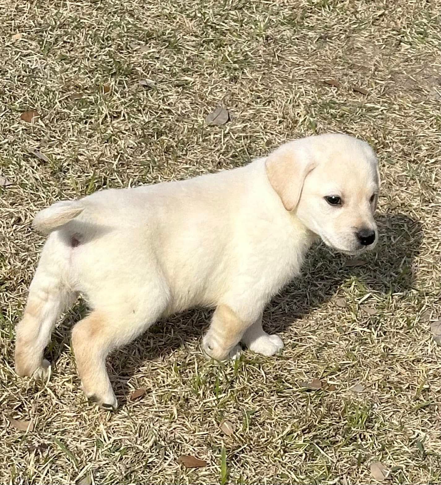Yellow Labrador puppy standing on grass, looking right.