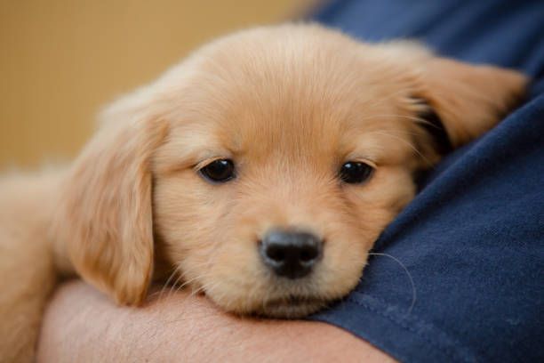 Golden retriever puppy resting its head on a person's arm; tan fur, dark eyes.