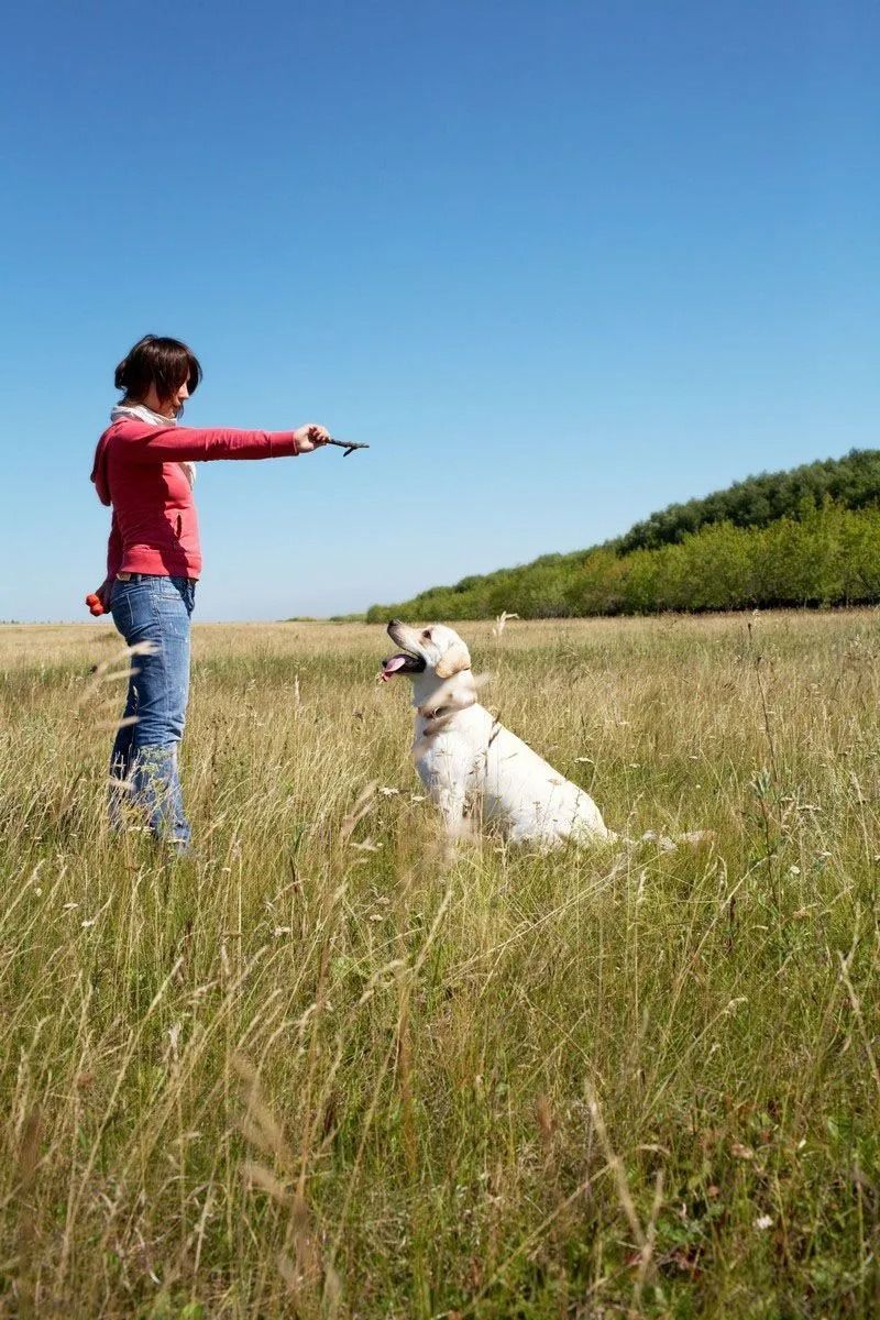 Woman in red jacket holds stick, training golden retriever in tall grass field.