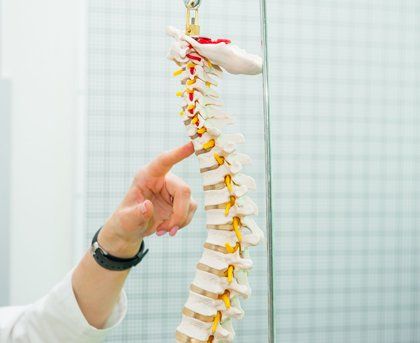 Spinal model