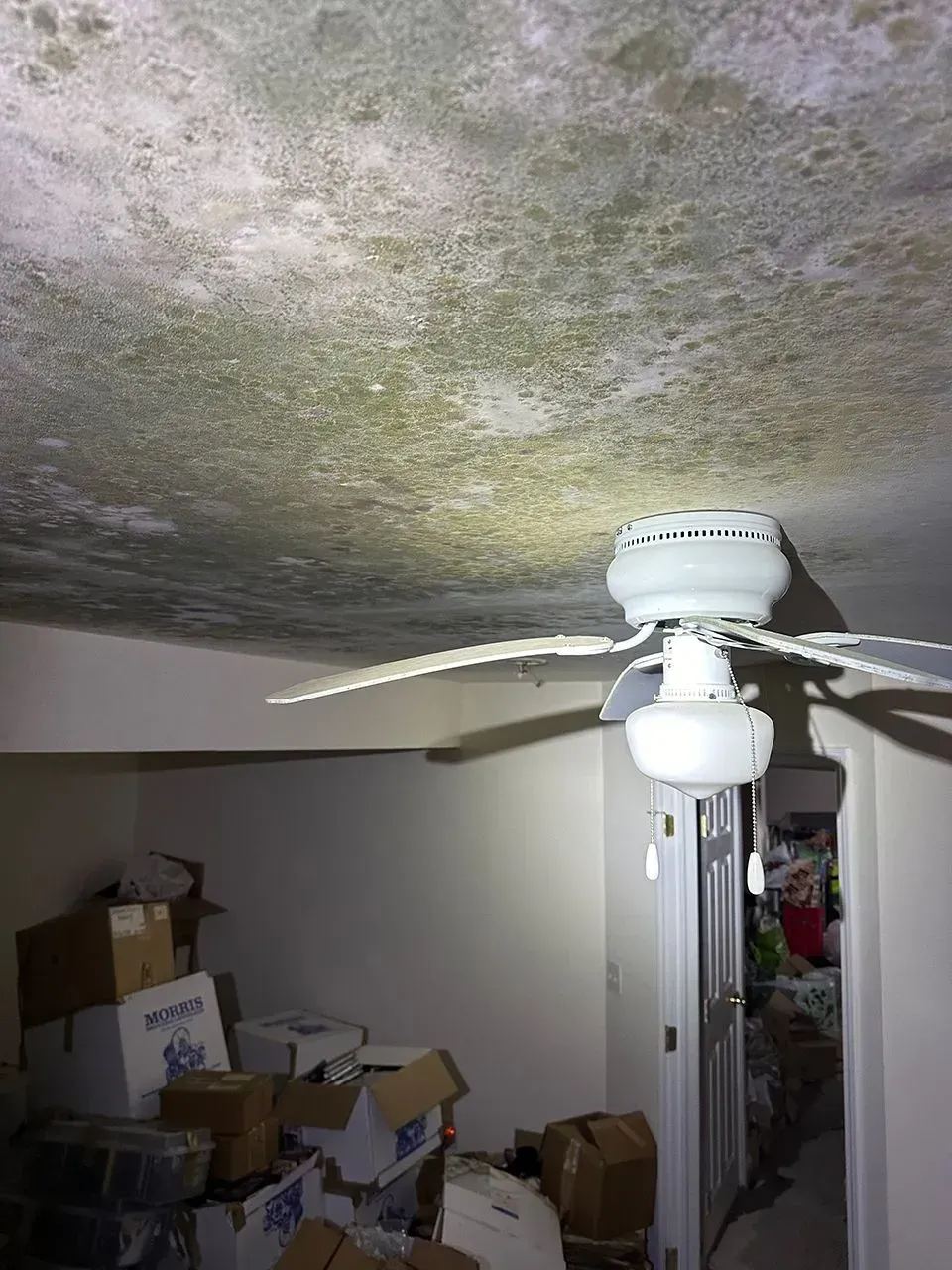 Ceiling covered in mold above a room with a ceiling fan, boxes, and an open doorway.