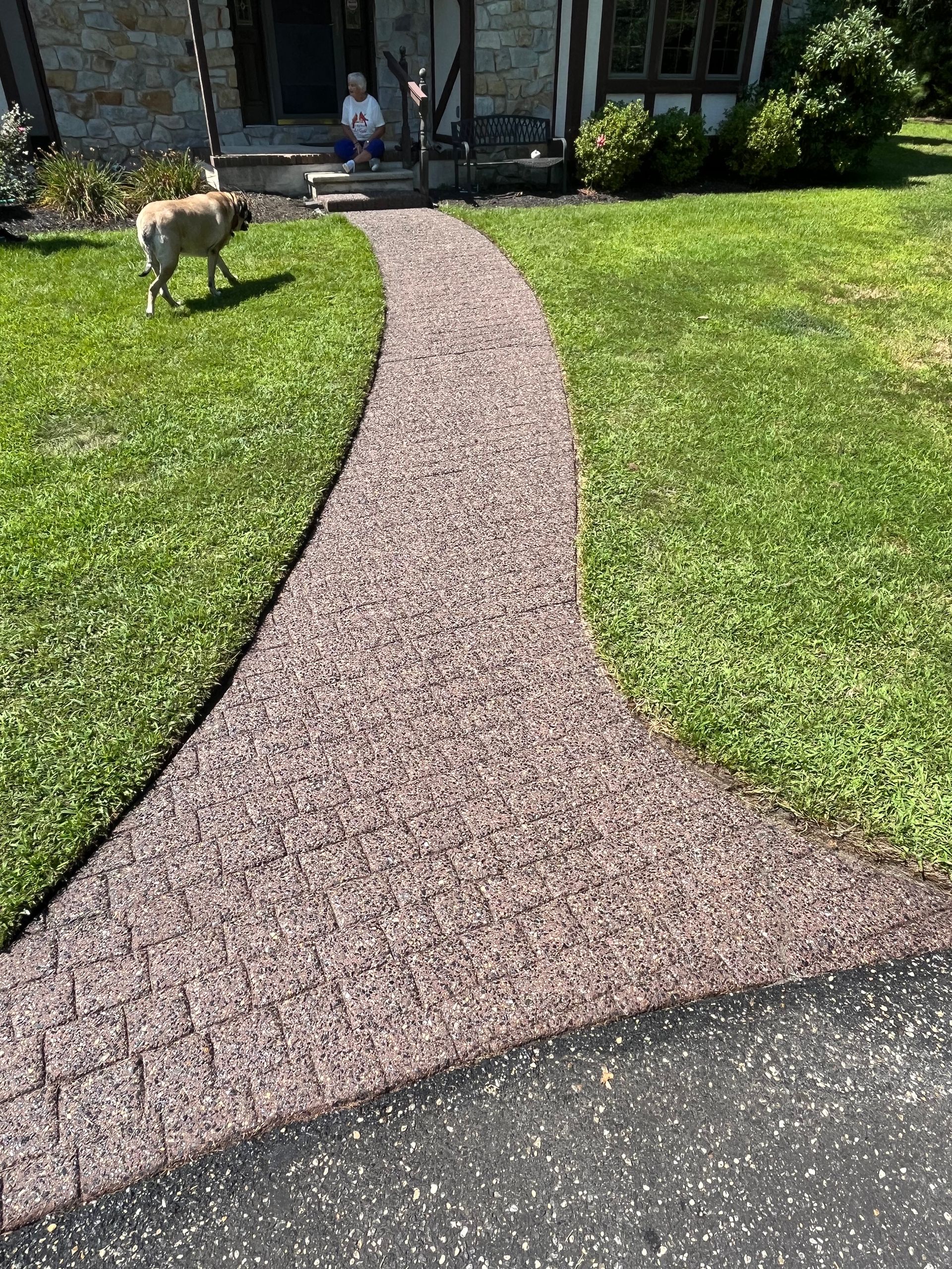 A dog is walking down a sidewalk in front of a house.