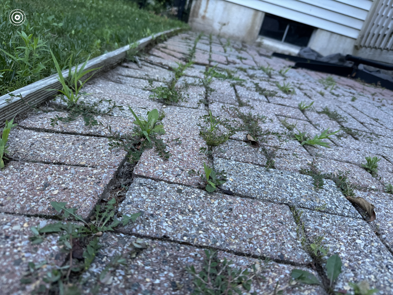 A brick walkway with weeds growing out of it.