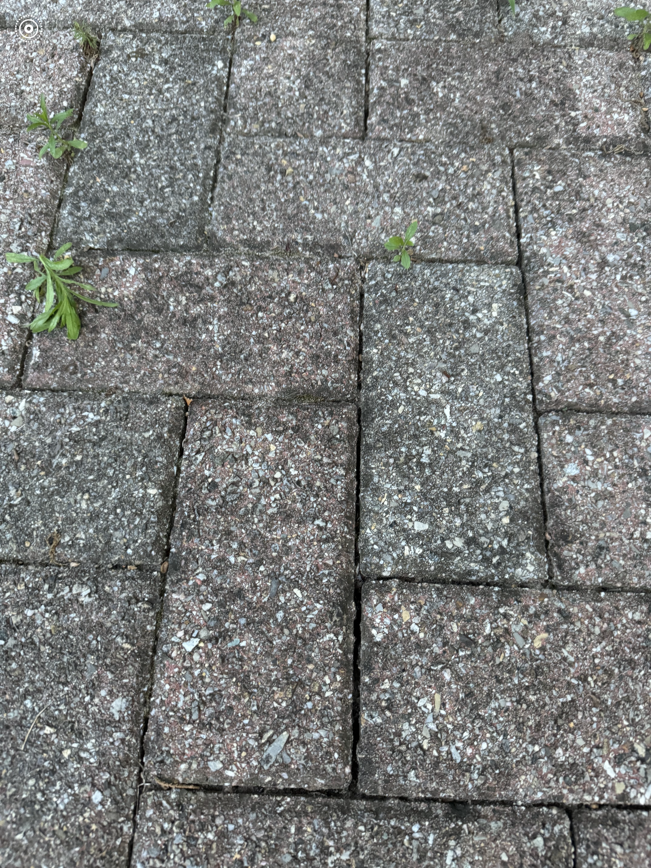 A close up of a brick floor with a plant growing out of it.