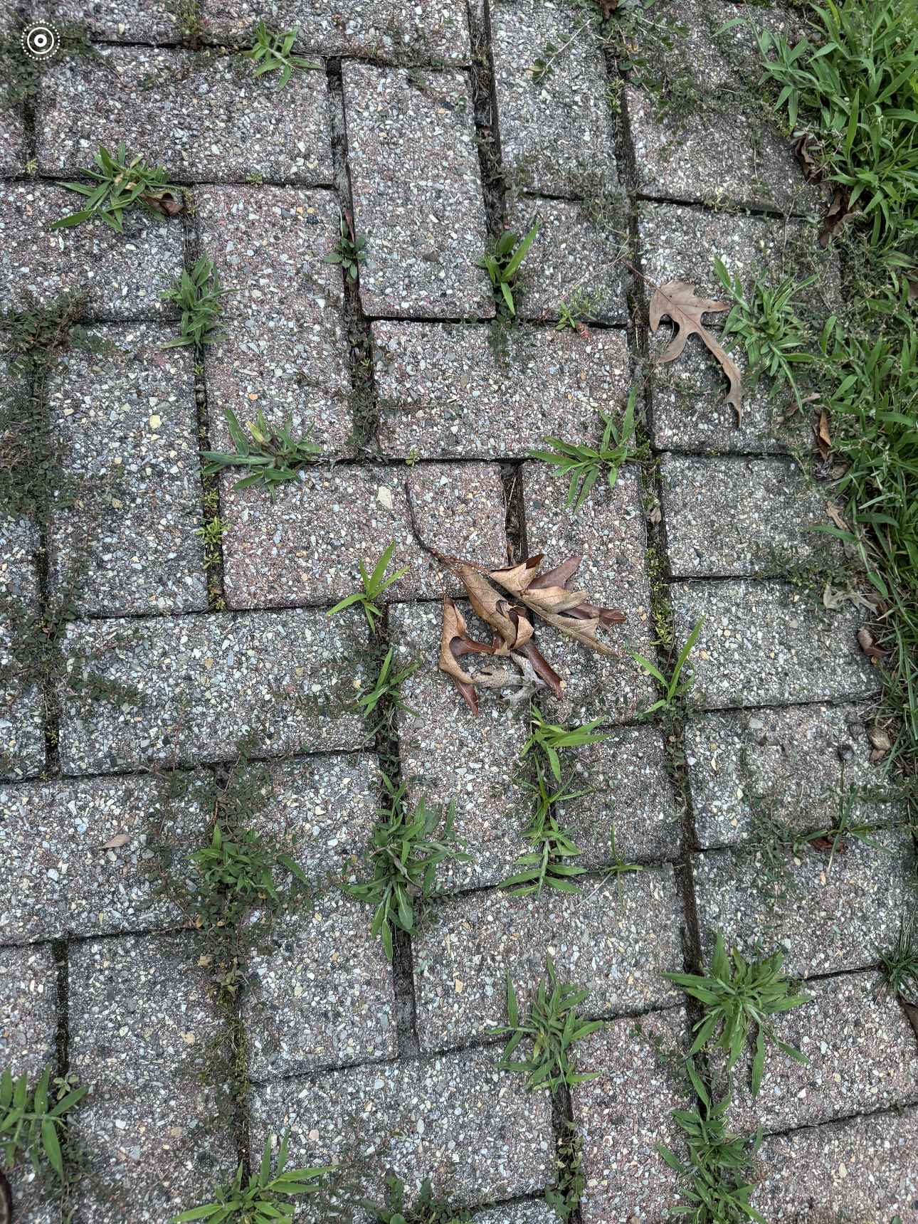 A leaf is laying on a brick walkway with grass growing between the bricks.