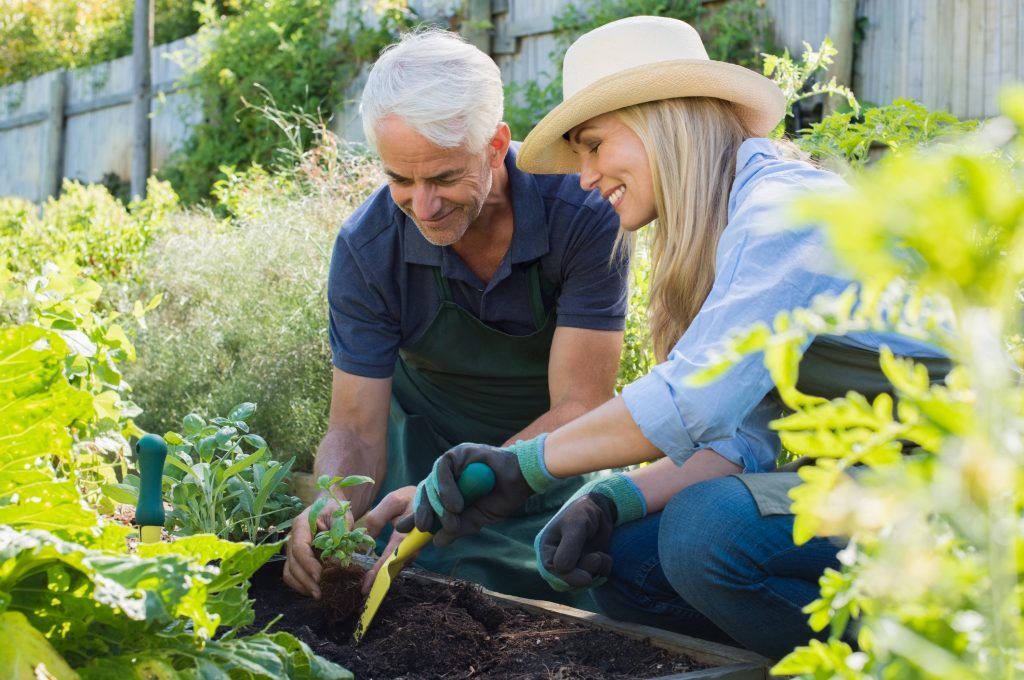A man and a woman are planting plants in a garden.