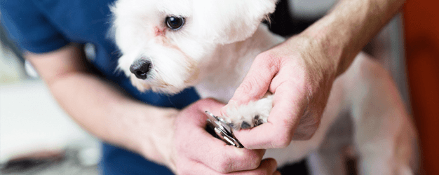 dog nail clipping service near me