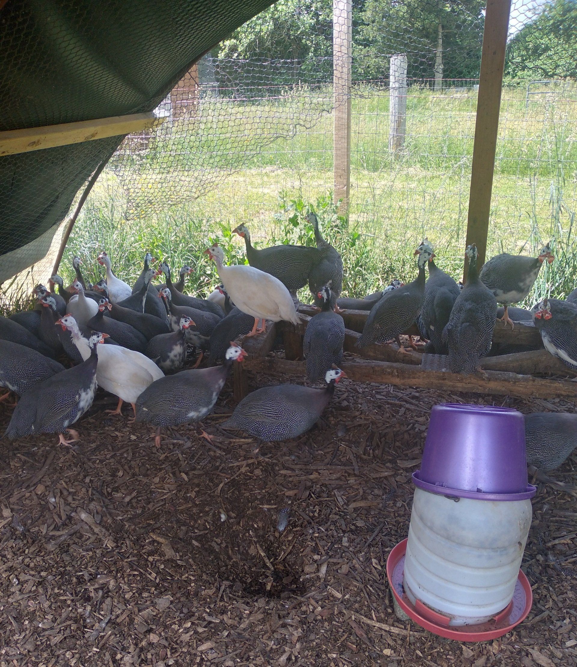 Photo Gallery South Jersey Farms