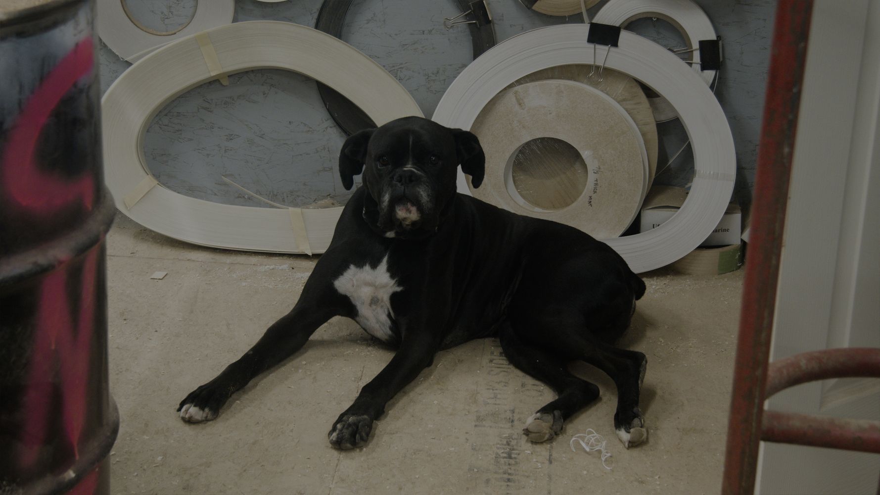 Black dog with white chest and paws lounges on the floor, circular wooden cutouts in background.