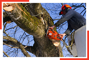 Pepin S Tree Service Llc Arborist Jewett City Ct