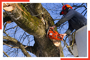 Tree trimming and tree removal services