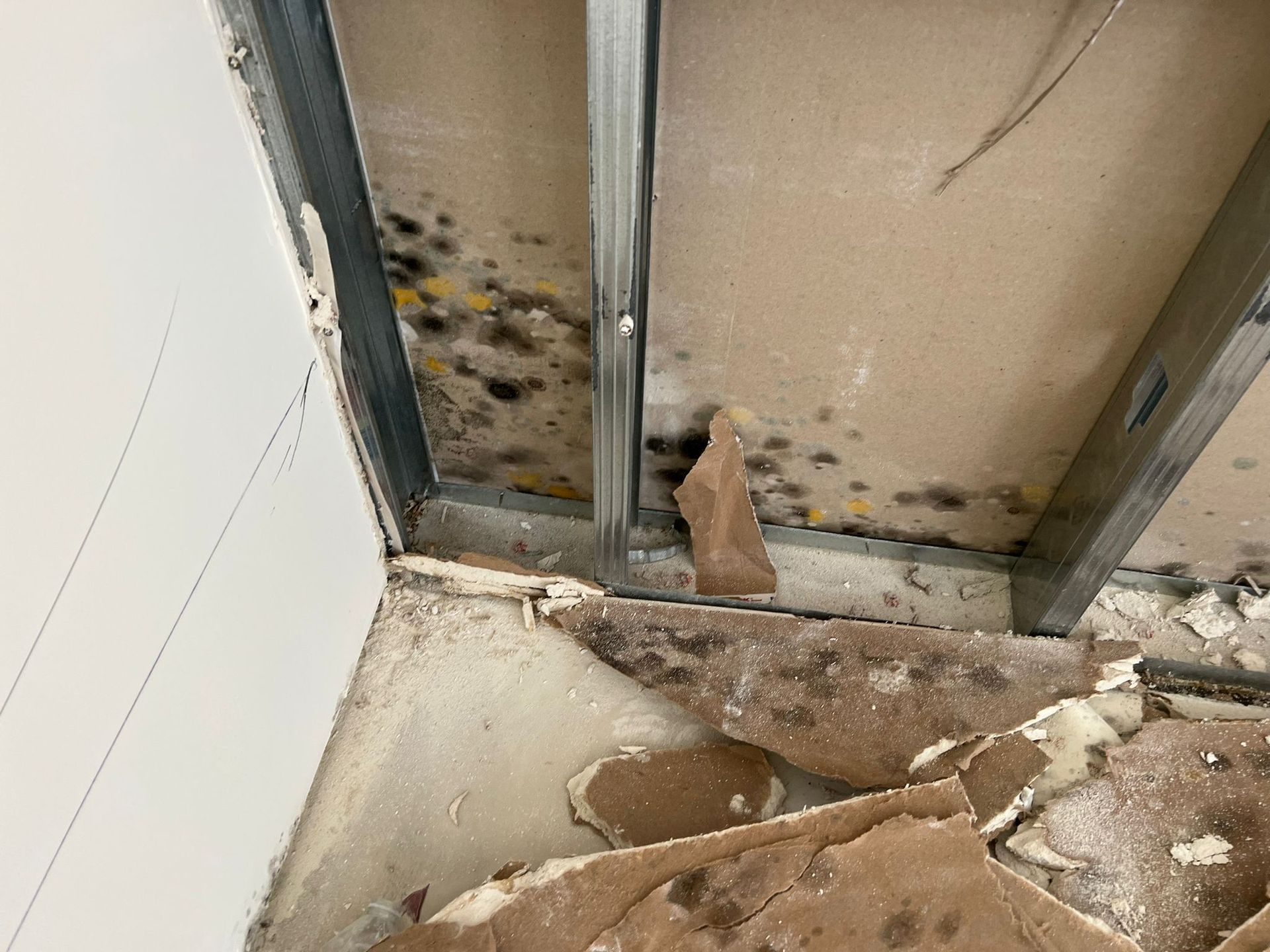 A section of a wall with drywall removed, revealing black mold growth on the backing material between metal wall studs.