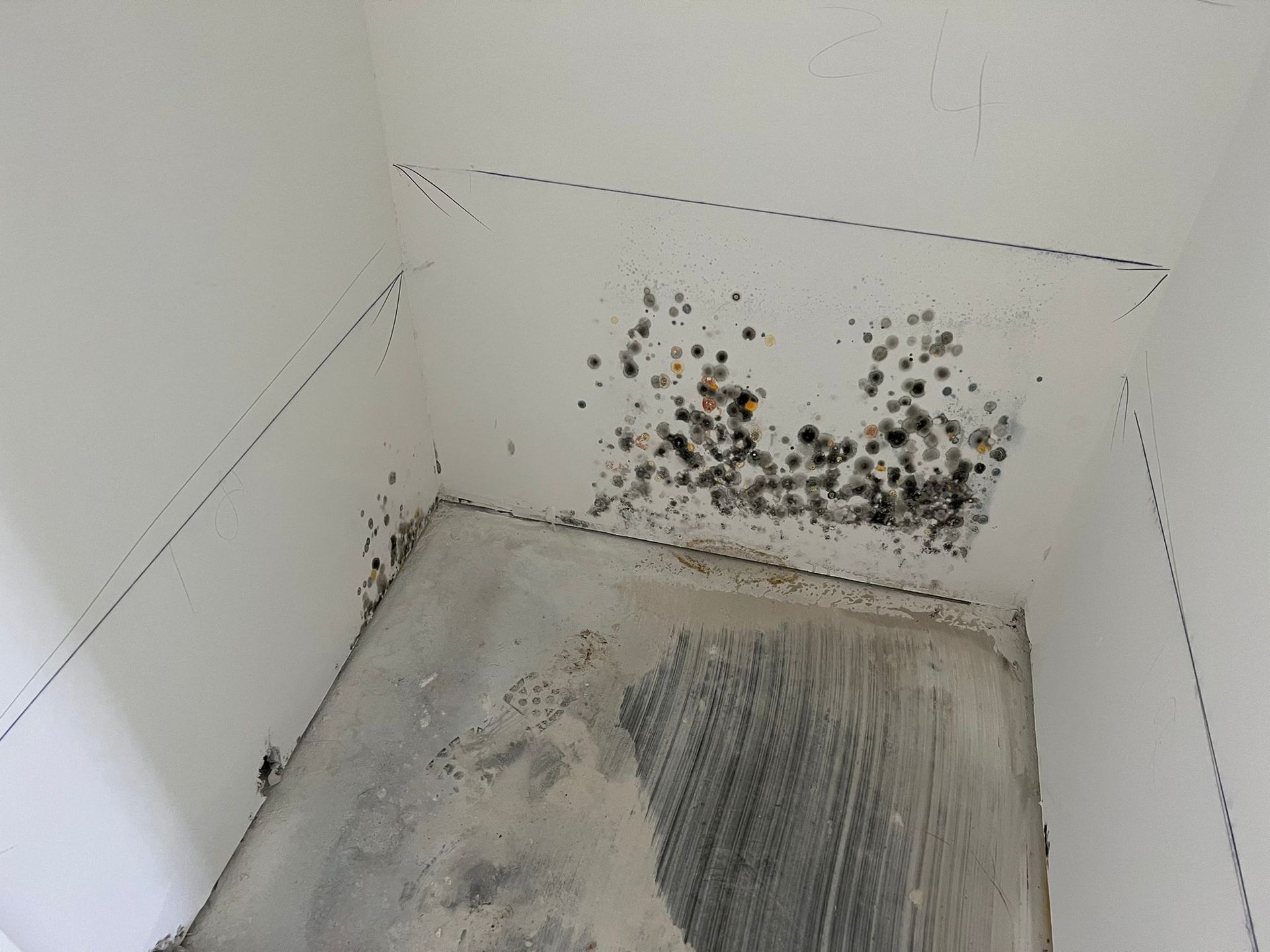 A corner of a room with white walls showing patches of dark, circular mold growth near the concrete floor.