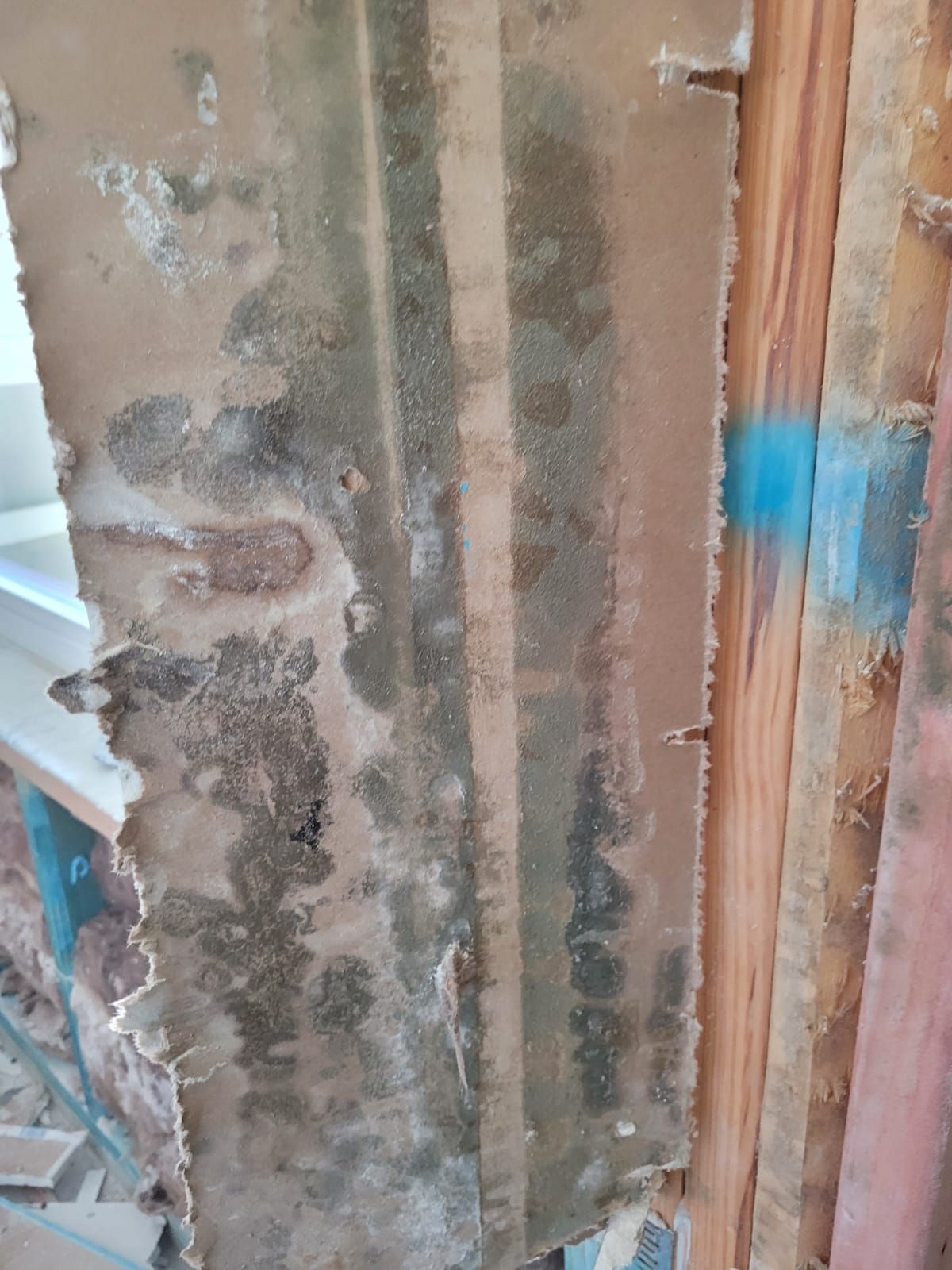 A piece of drywall with visible dark mold growth leaning against an exposed wooden wall stud with pink insulation.