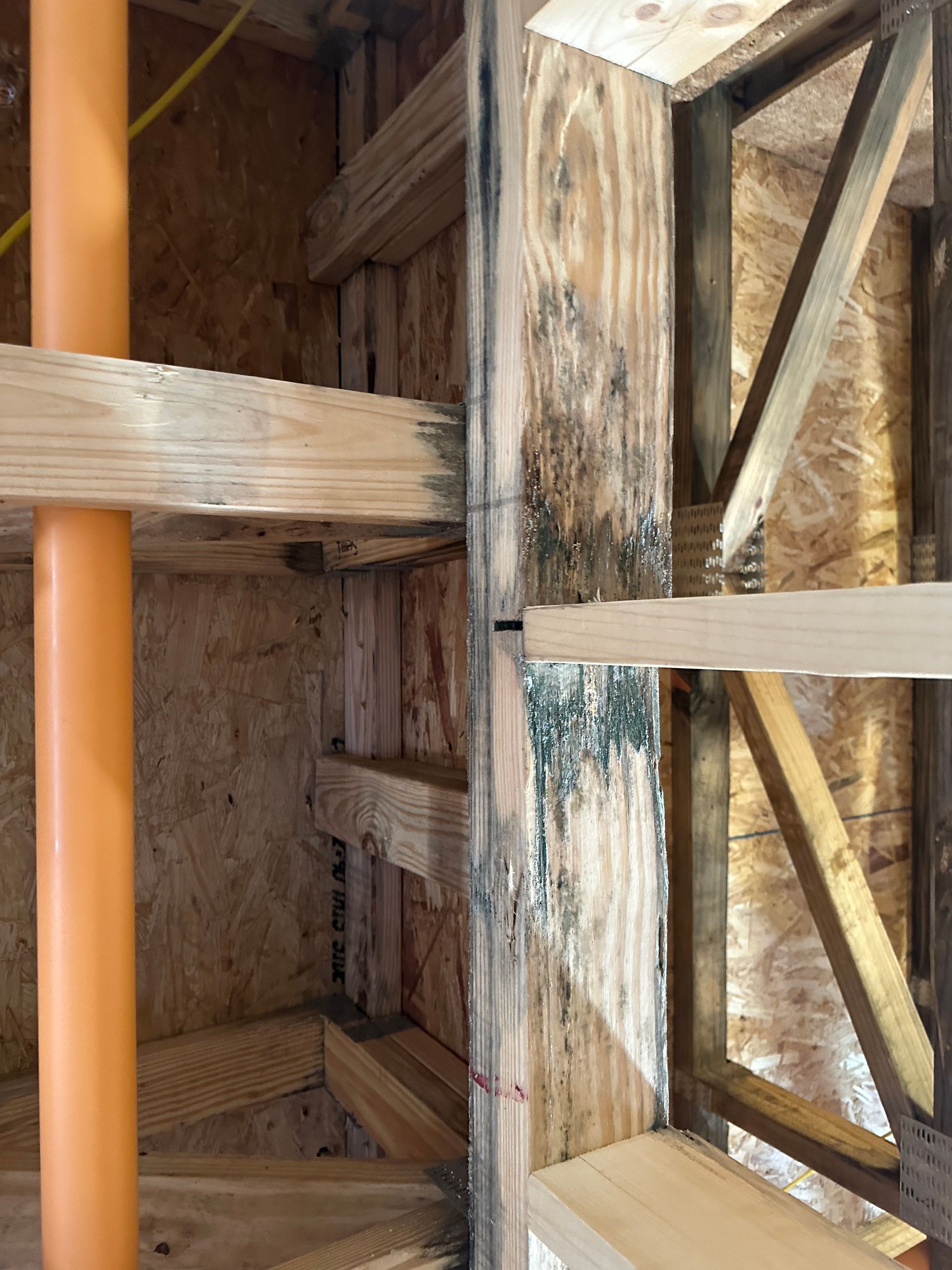 Wood framing in a wall cavity with visible patches of dark mold and discoloration on the structural studs.