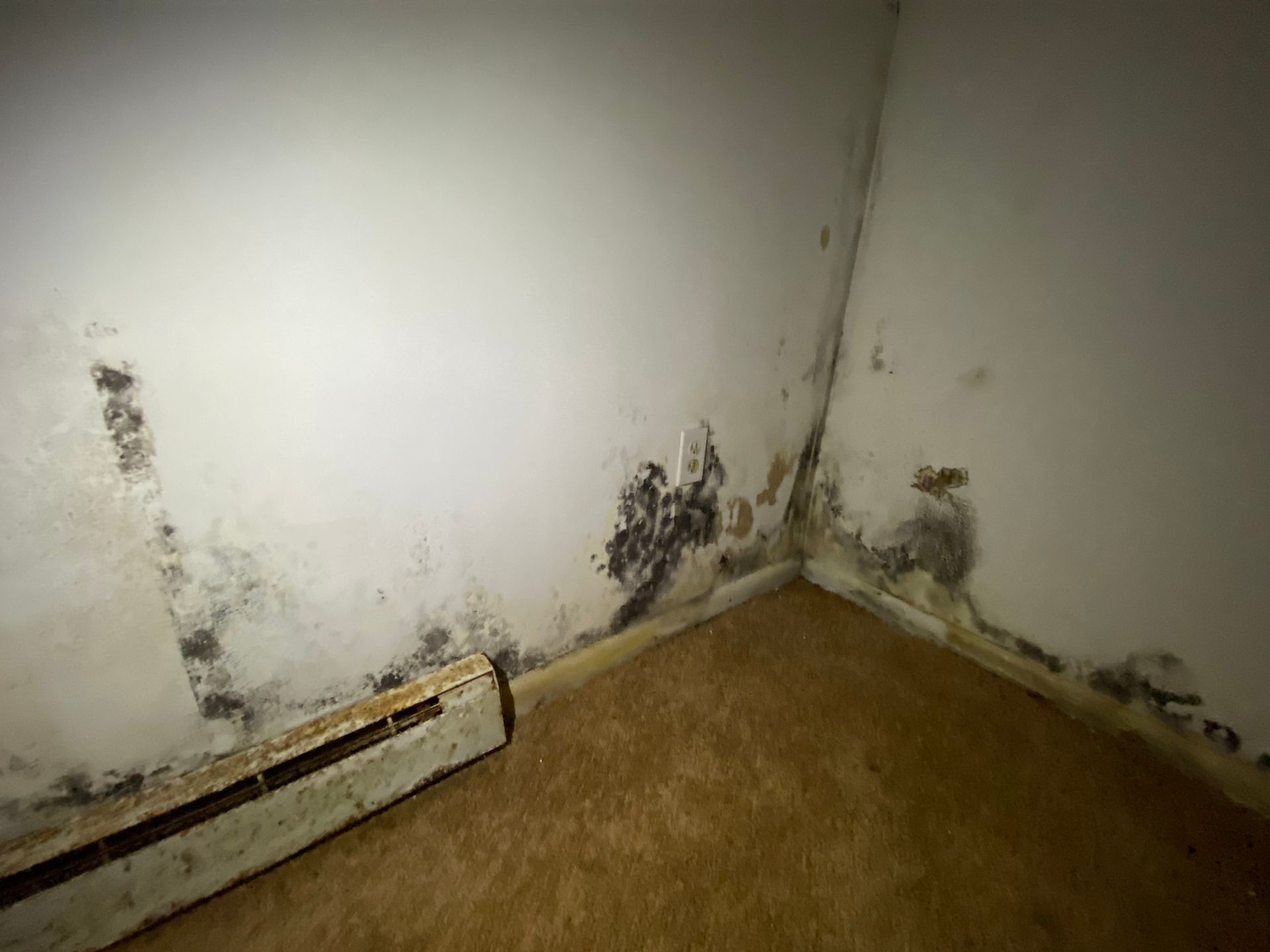 Mold growth on walls in a corner of a room, near a heating unit, and on carpet.