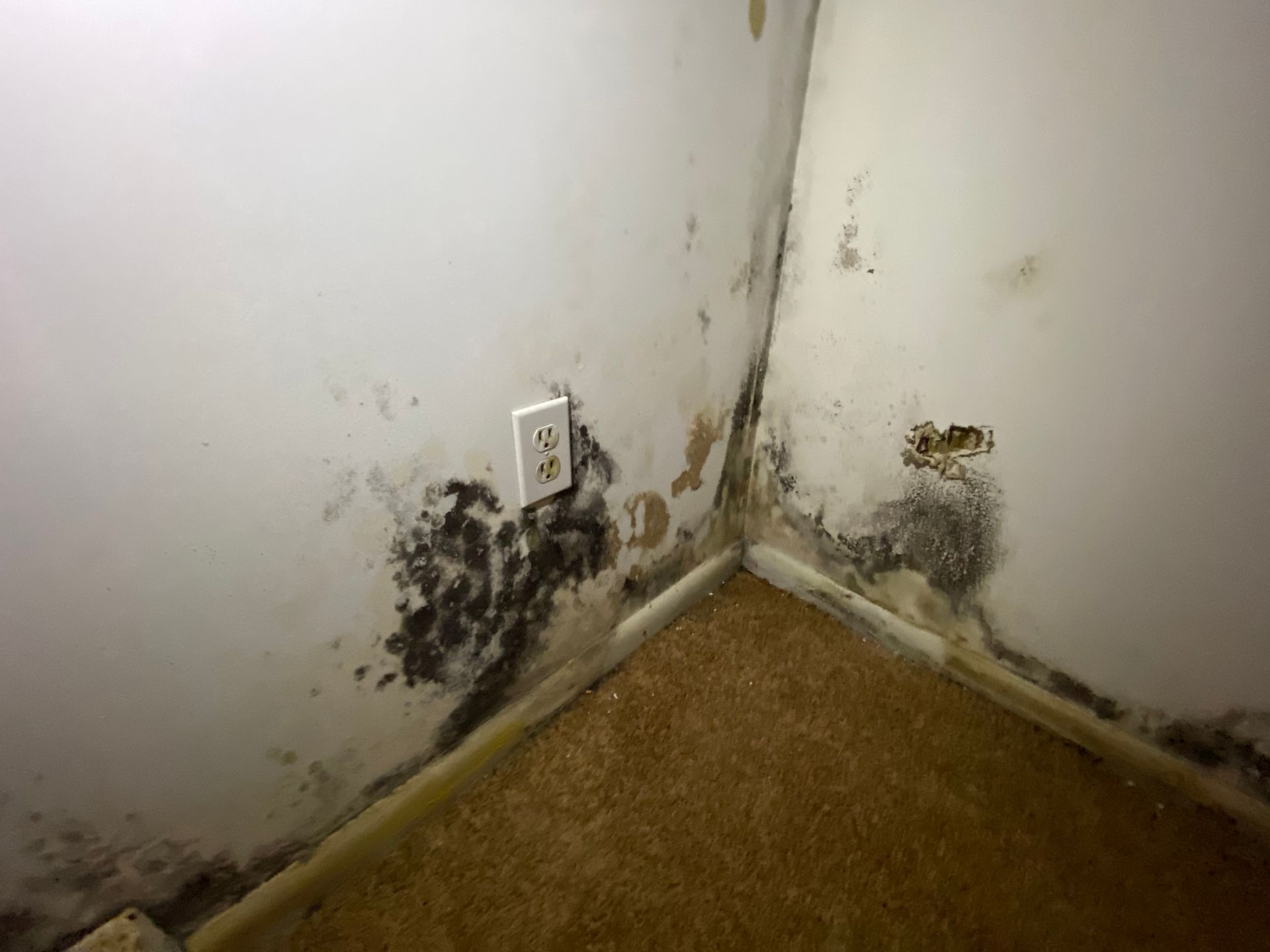 Mold growth on a corner wall, around an outlet, and along the carpet edge, dark and discolored.
