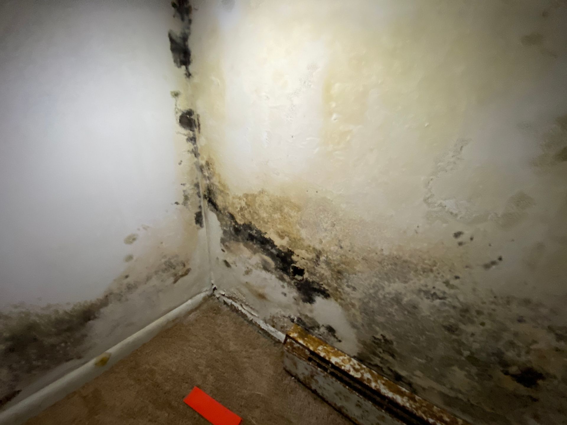 Mold growth on interior walls, corner of a room, with discoloration and staining.