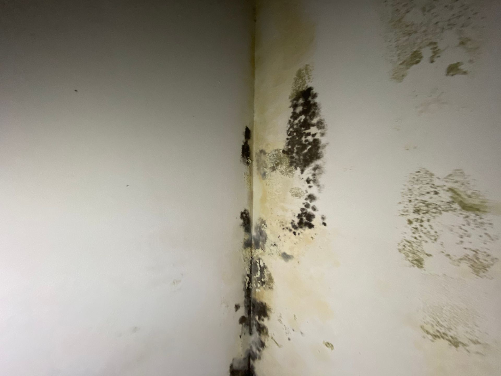 Mold growth on a white interior wall corner; dark patches and discoloration are visible.