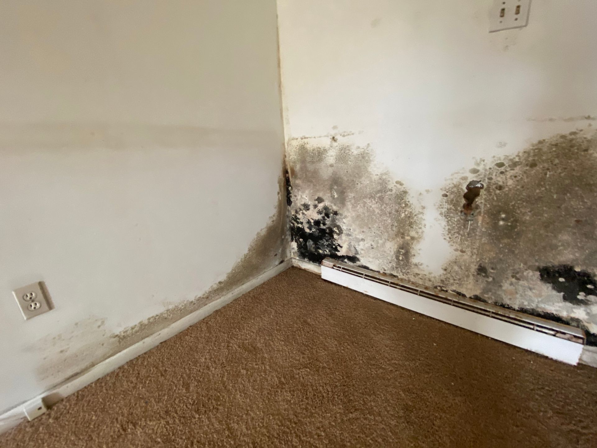 Mold growth on the interior walls of a room with carpet, visible near a corner and electrical outlet.