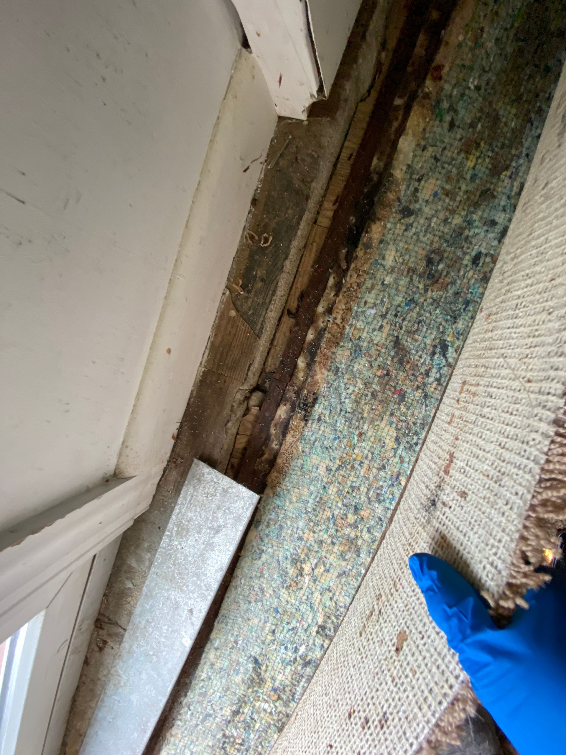 Wood door frame with water damage and mold, adjacent to old carpet. Blue gloved hand points to the carpet.