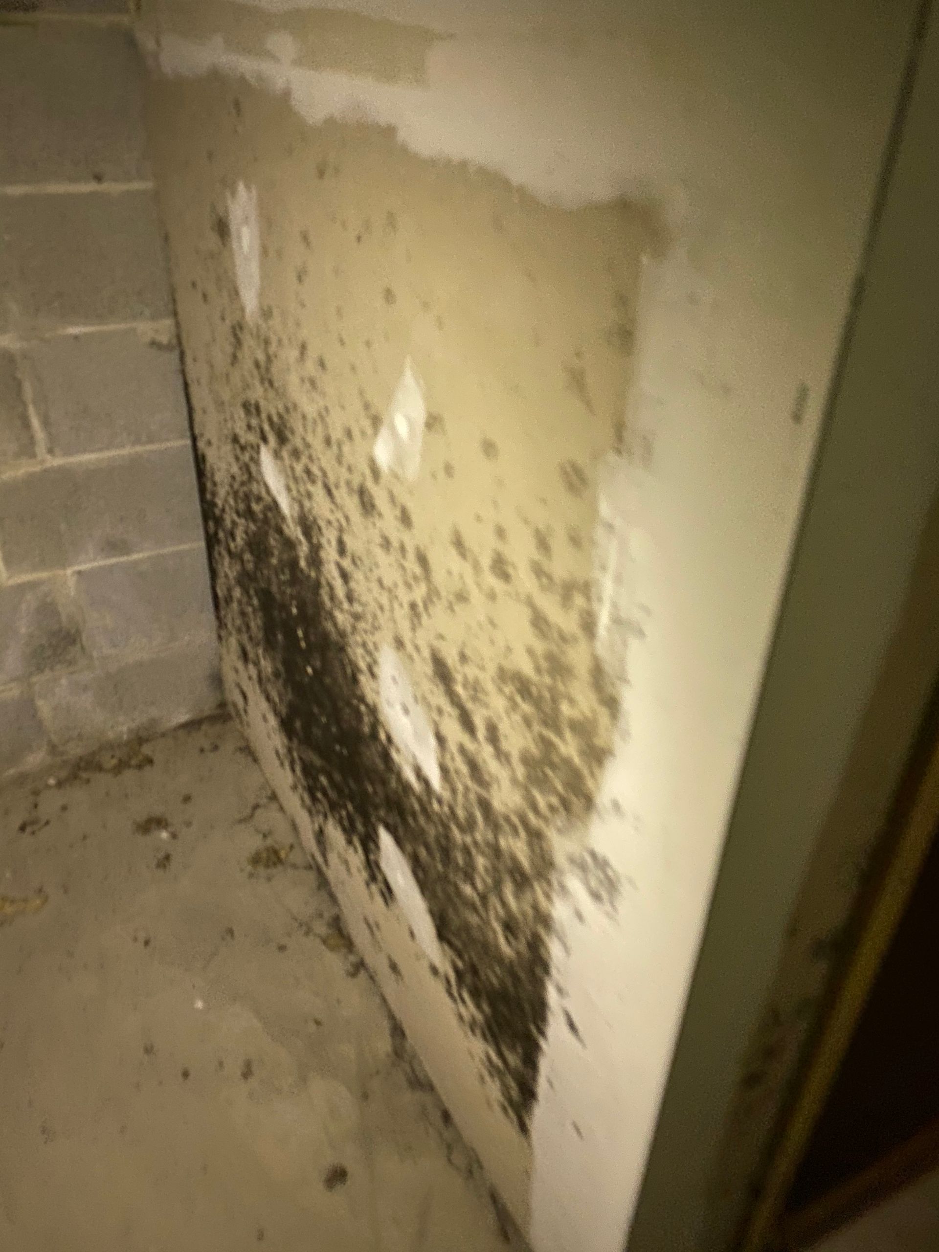 Mold growth on basement wall. Dark, spreading stains on a light-colored surface; next to concrete block wall.