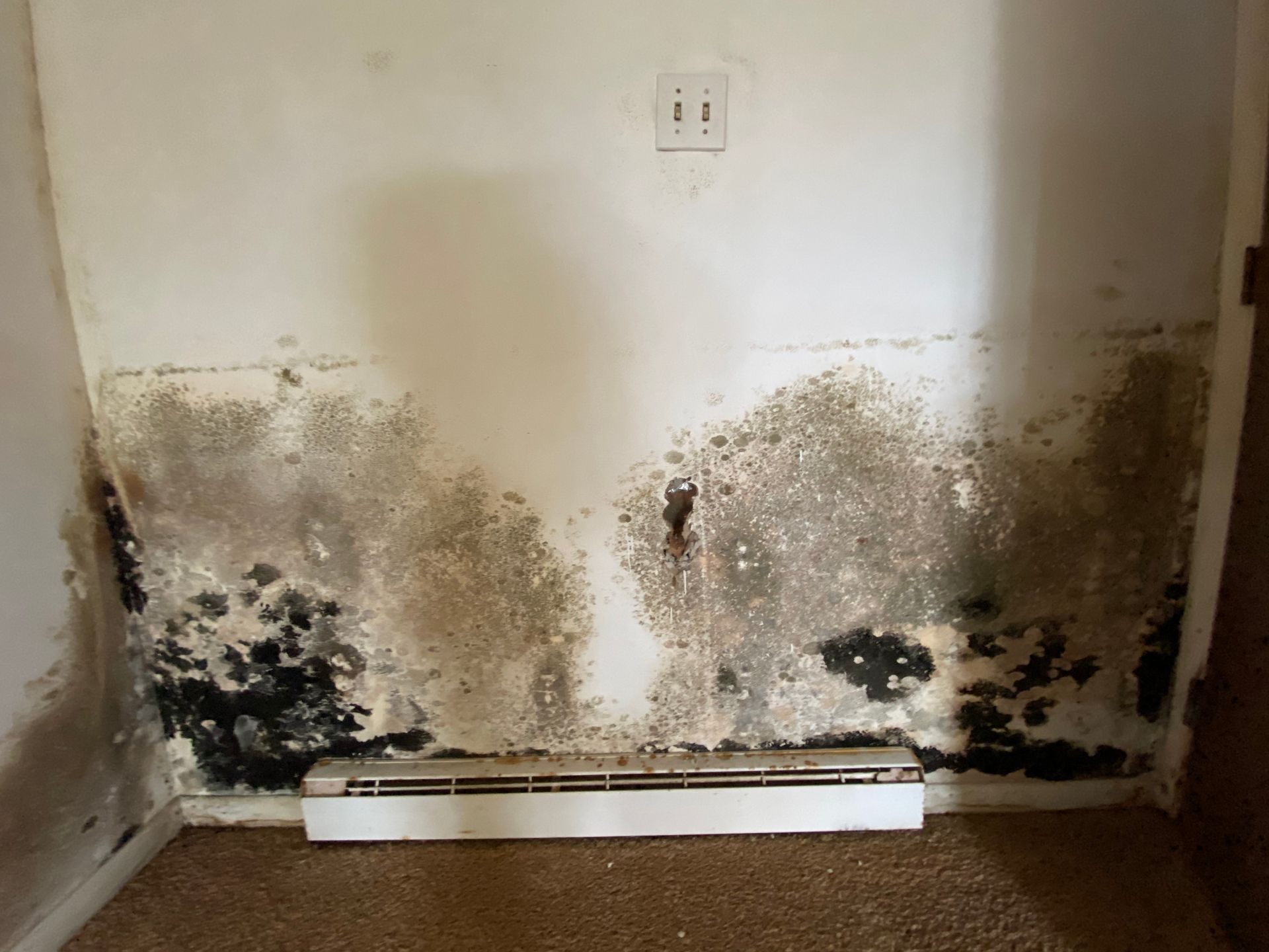 Wall covered in black and grey mold, above a white baseboard heater.