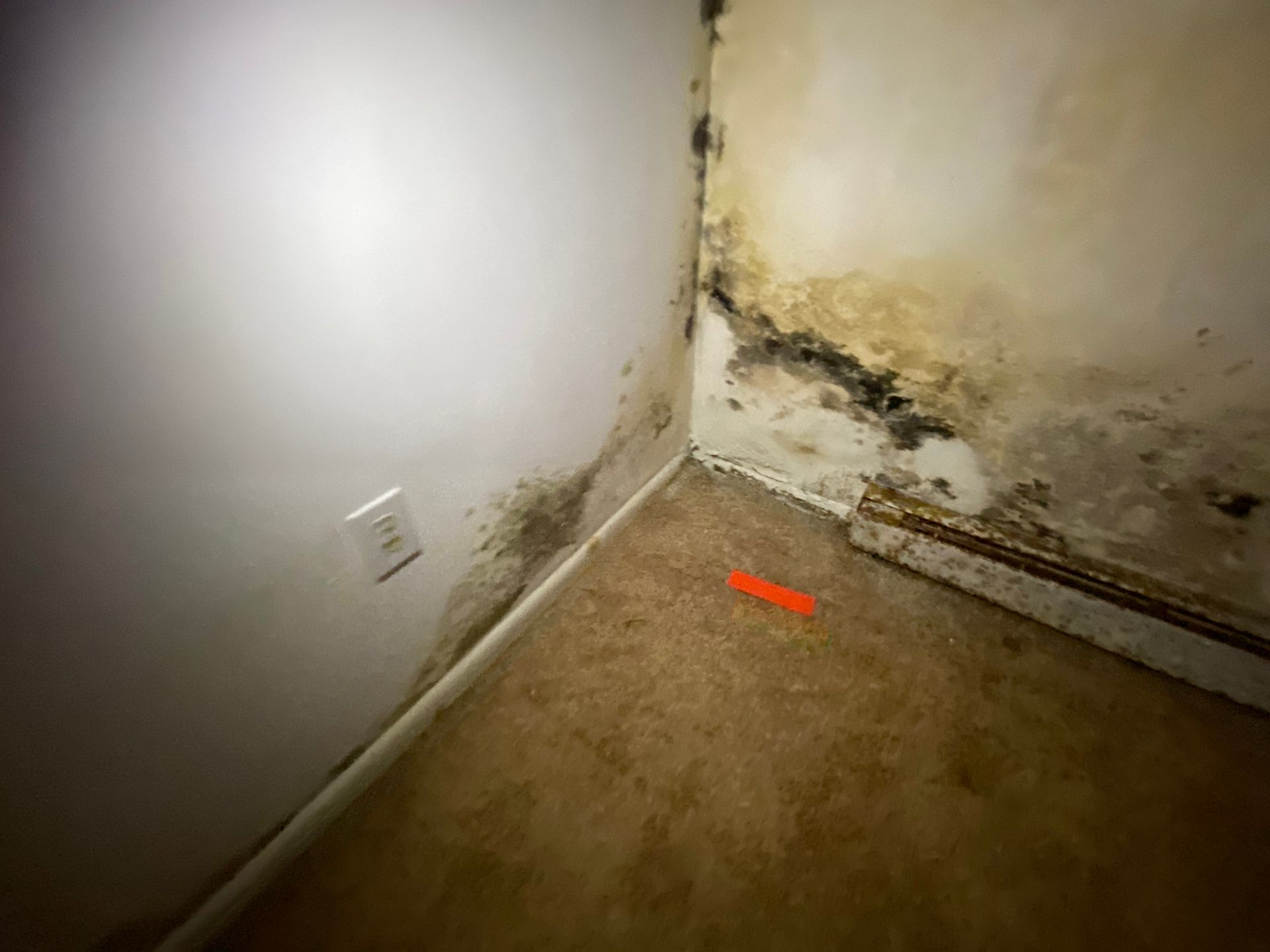Corner of a room with extensive mold growth on the walls, and carpet. An outlet is visible.