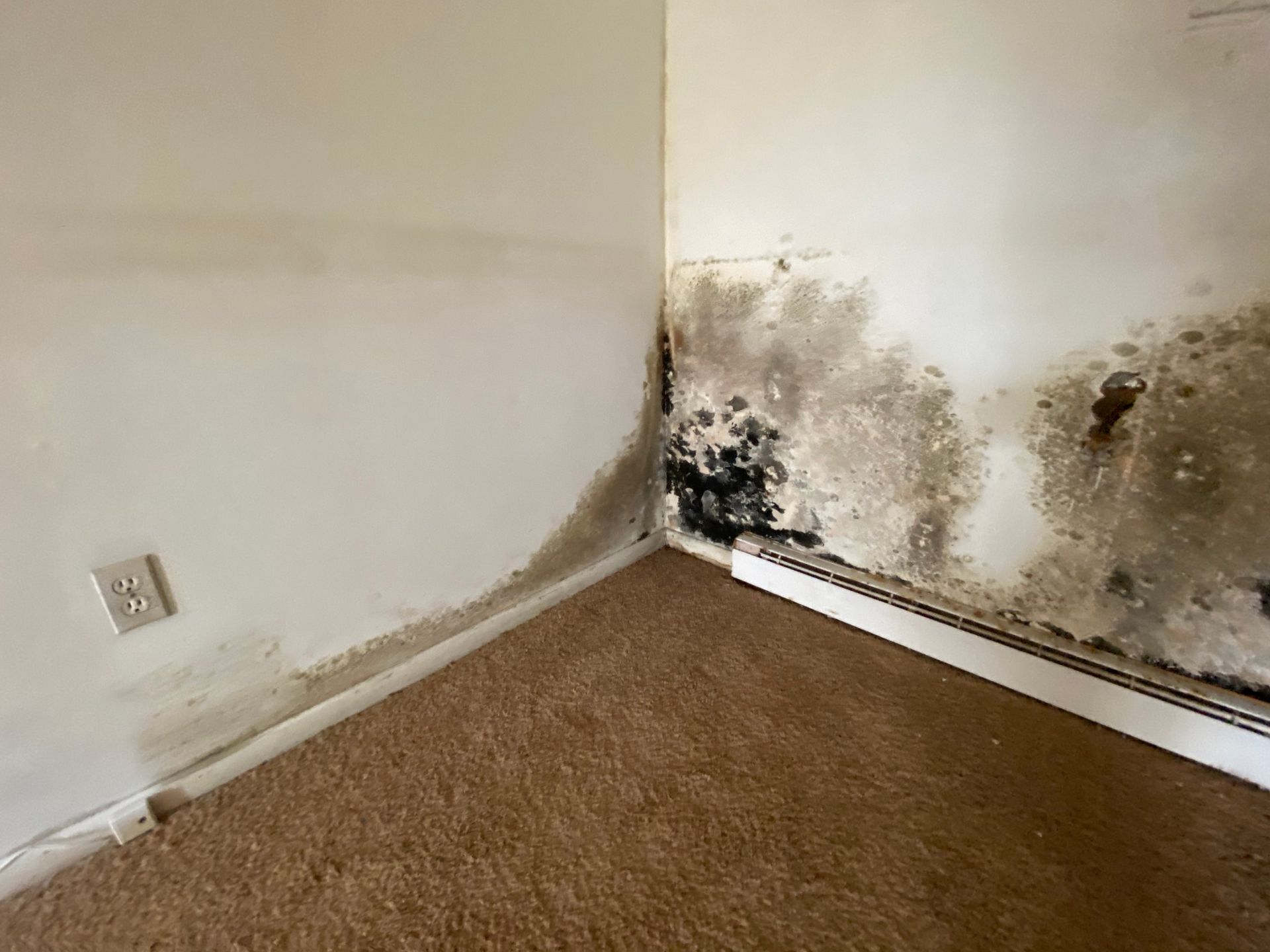 Mold growth on interior walls in a corner of a room, brown carpet, white trim and walls.