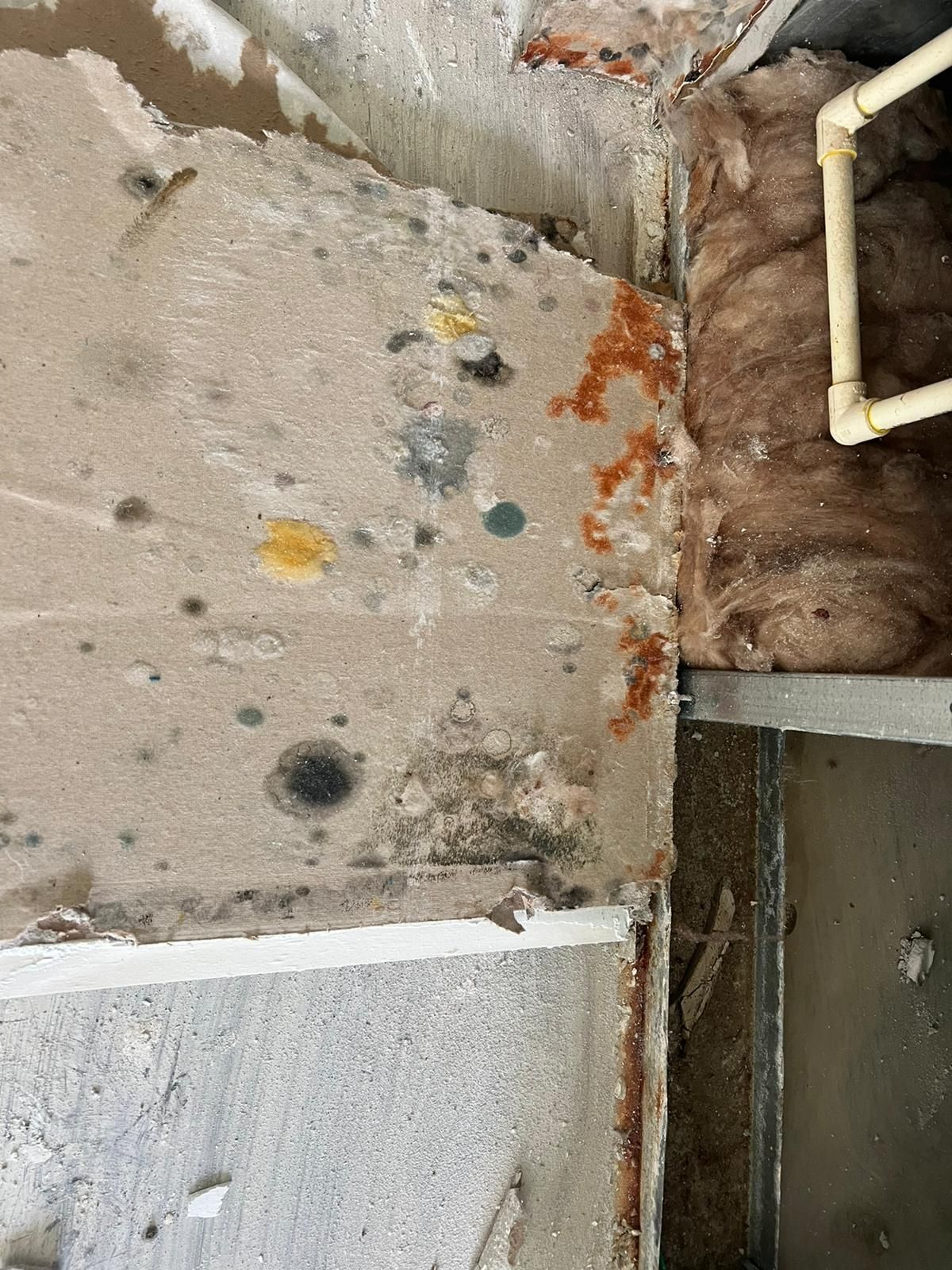Close-up view of a wall with visible mold in various colors and textures, beside insulation.
