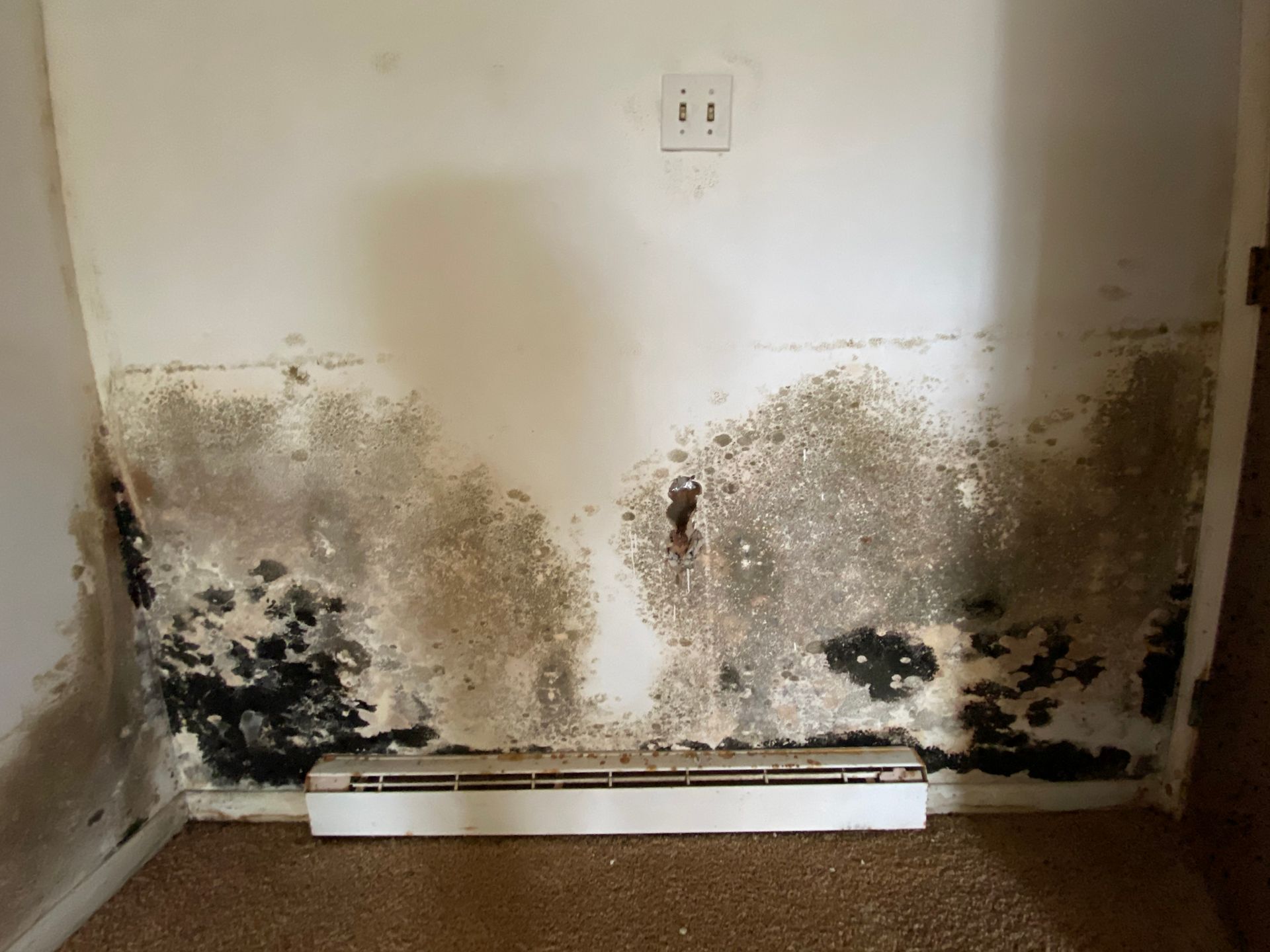 Wall covered in dark mold, below an electrical outlet, above a white baseboard heater.