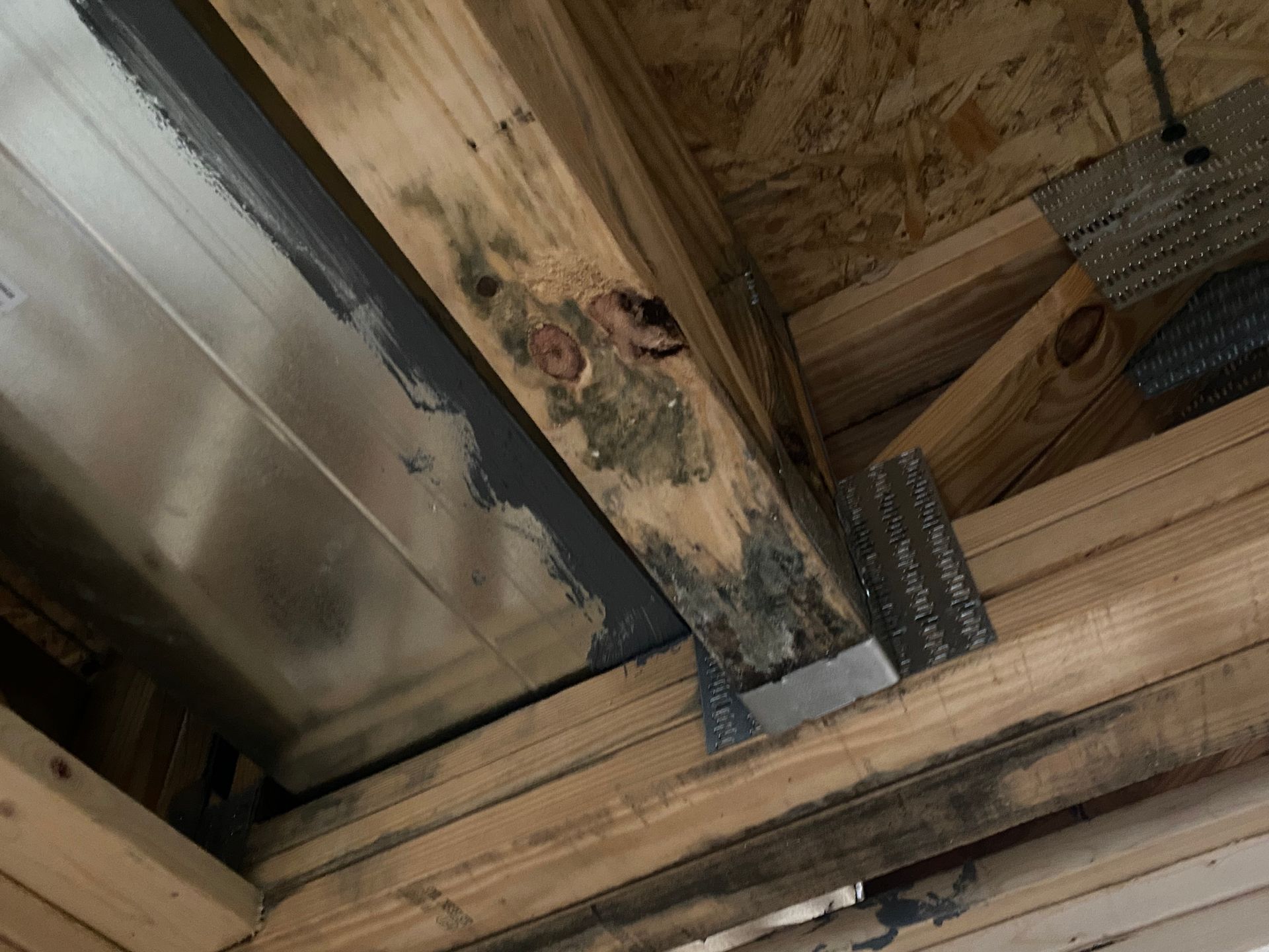 Mold growth on wooden beams in a building’s interior.