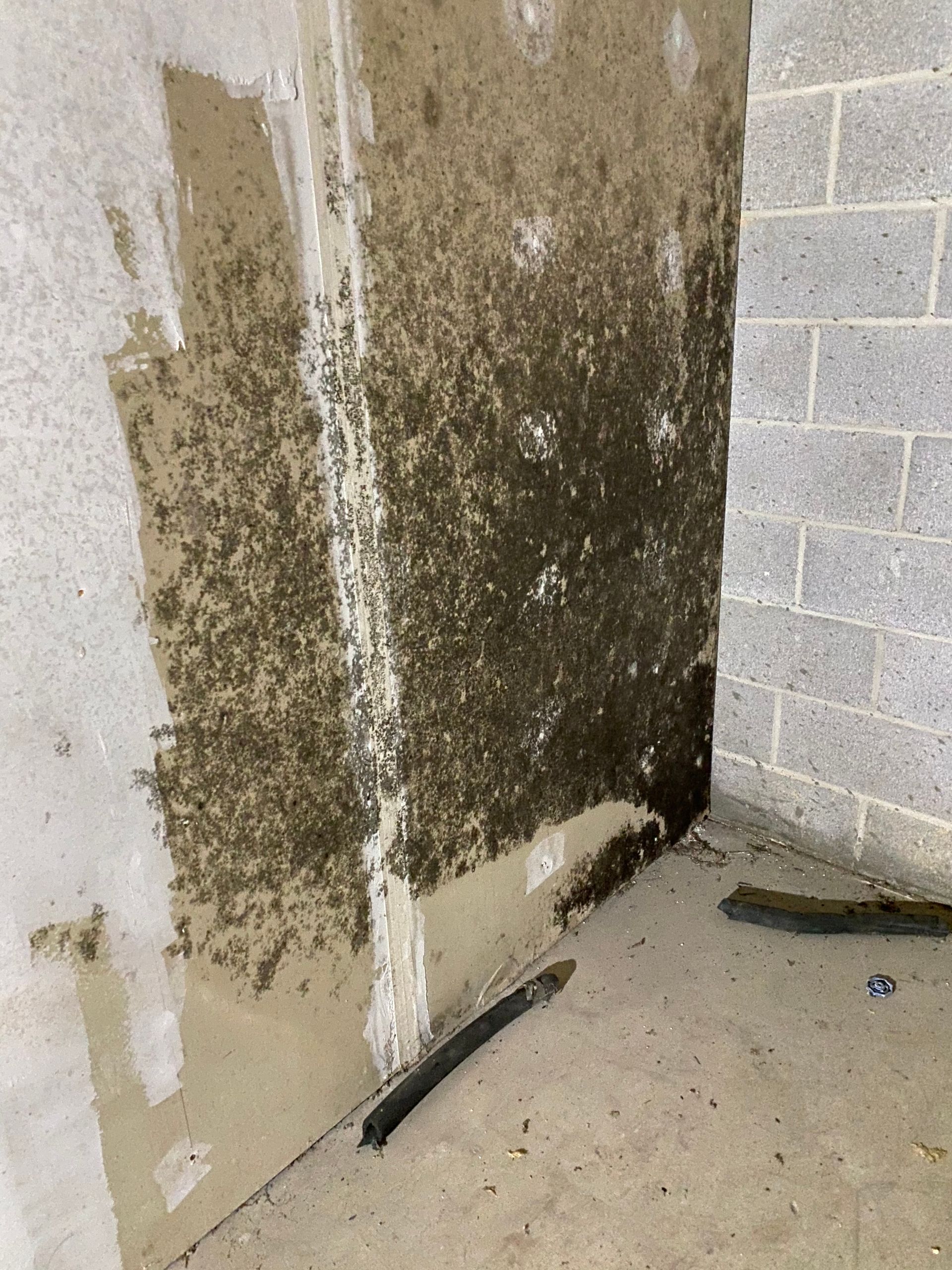 Moldy wall corner with dark green and brown growth, next to concrete block wall and floor.
