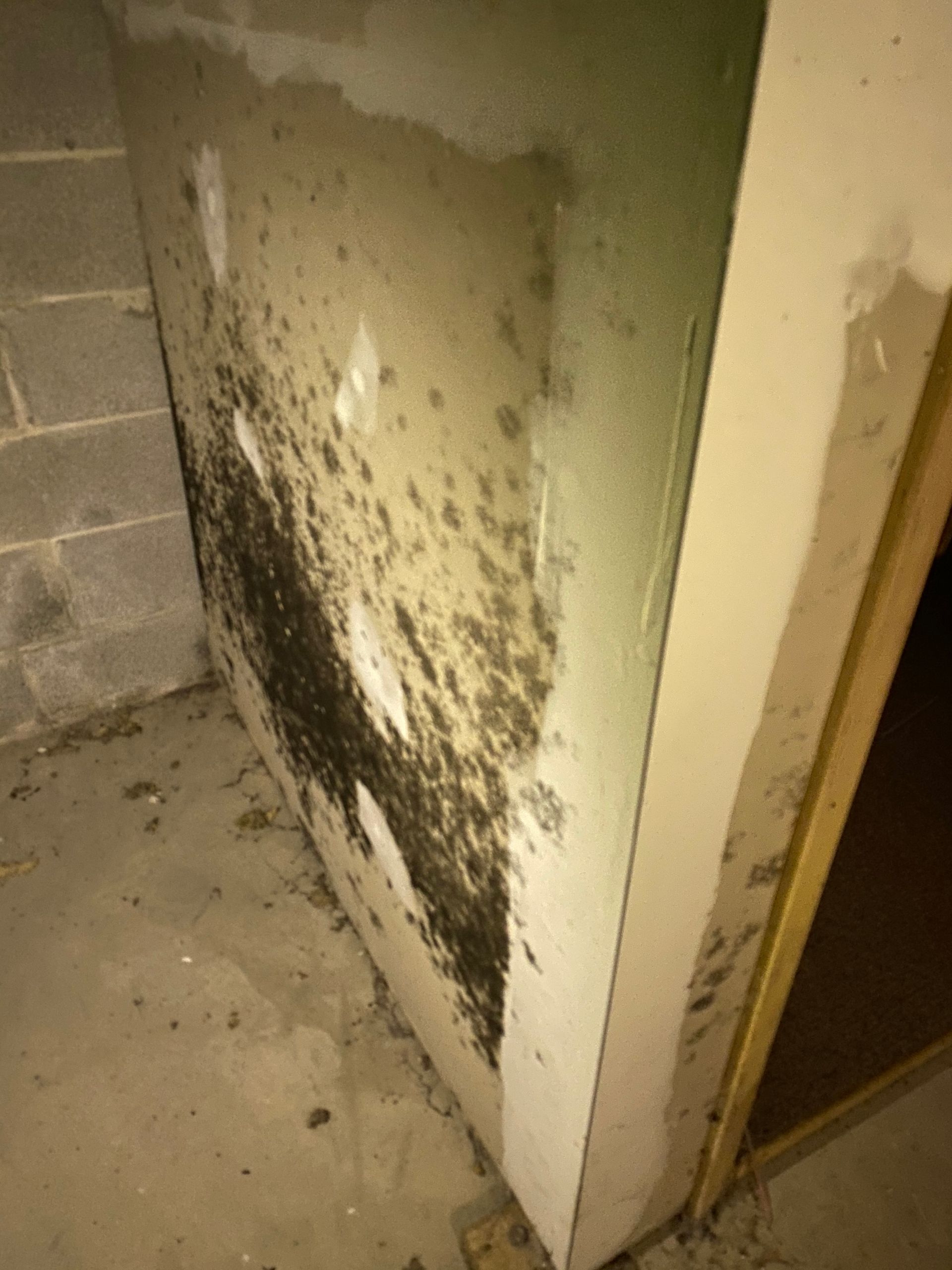 Mold growth on interior wall in a basement. Dark spots on concrete, light color trim, near doorway.