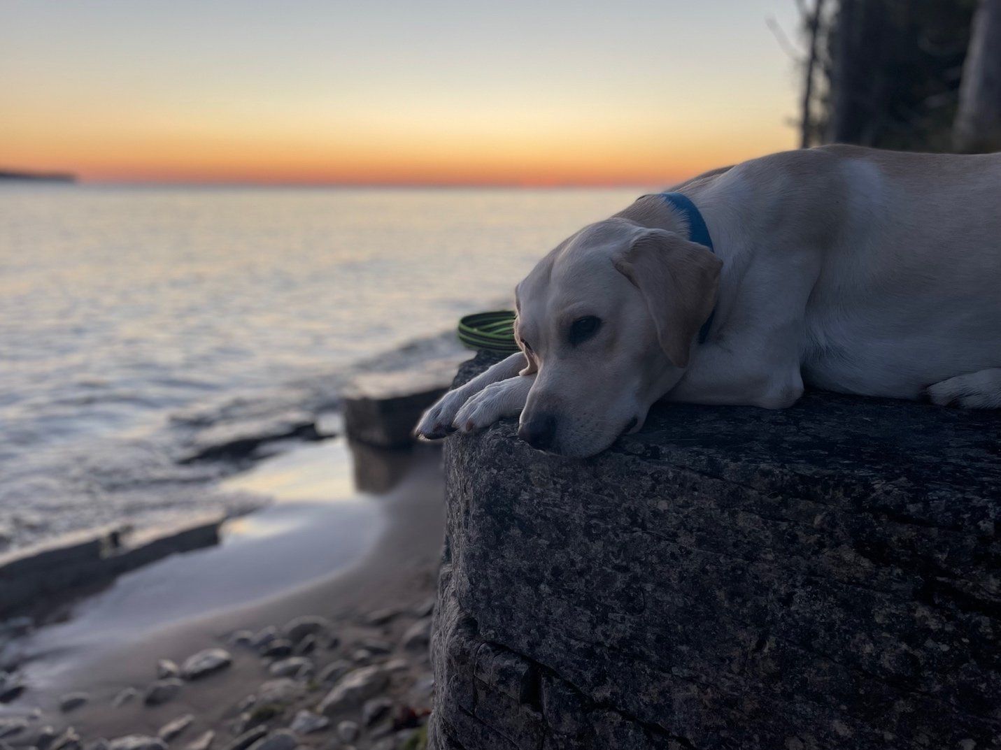 a white dog on the beach shore