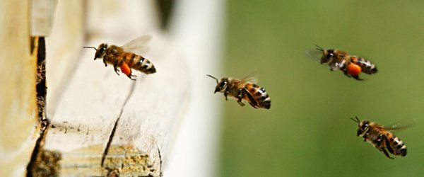 bees