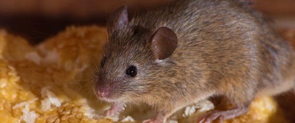 Rat
