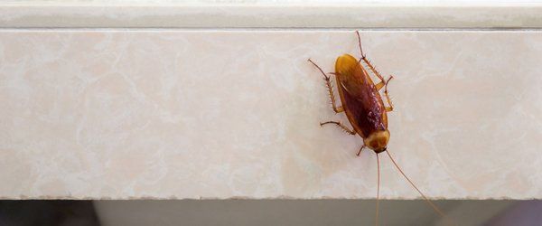 roach