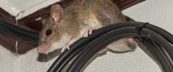 rat