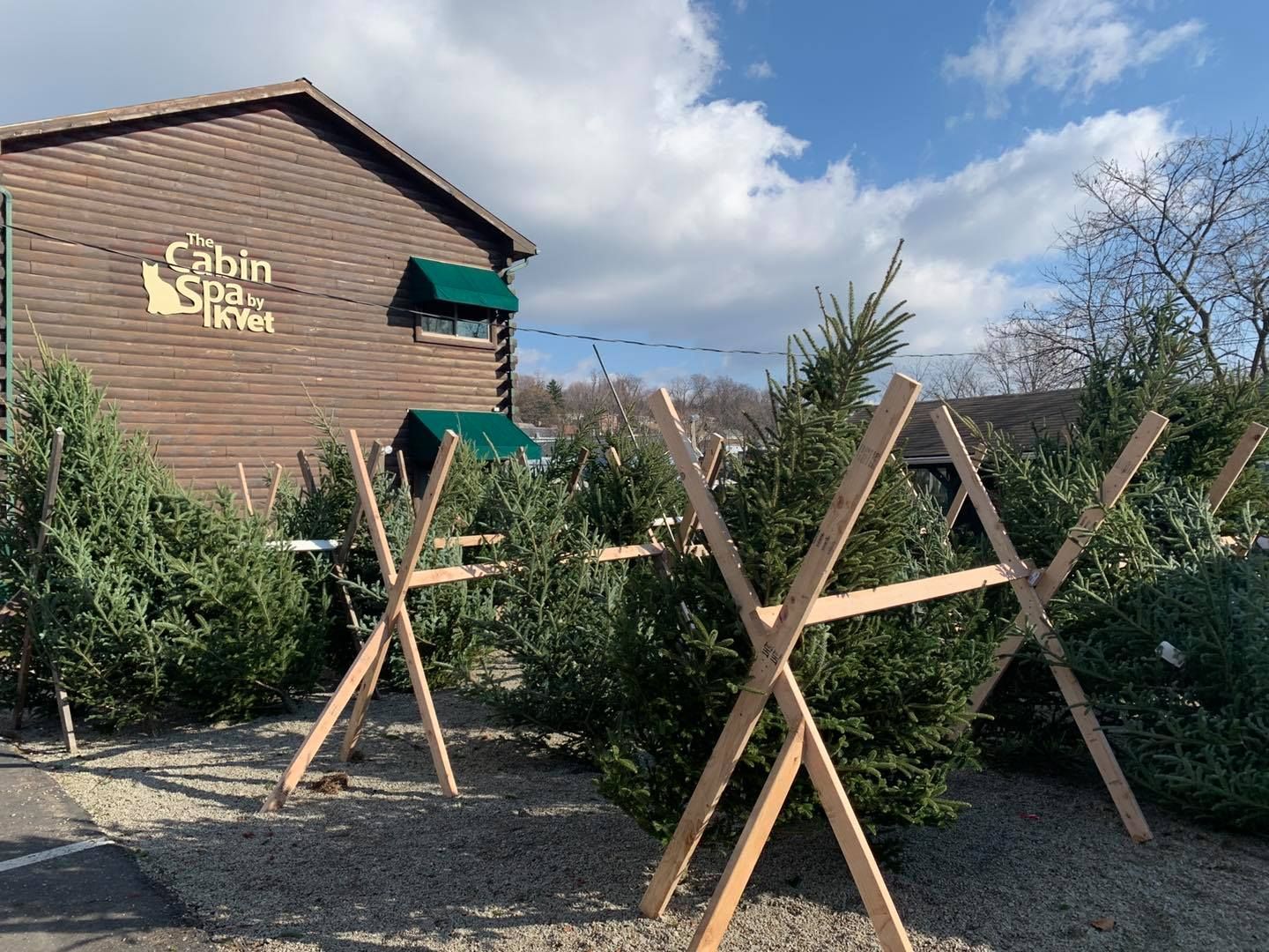 A lot of christmas trees are sitting in front of a building.
