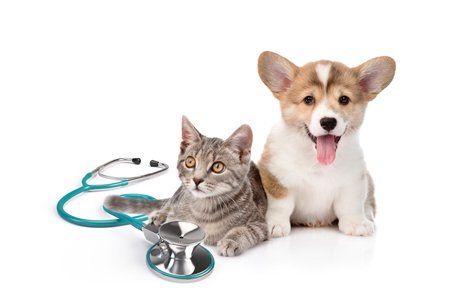 Bridgeport Animal Hospital Pet Hospital Saginaw Mi Bridgeport Animal Hospital Pet Hospital Saginaw Mi