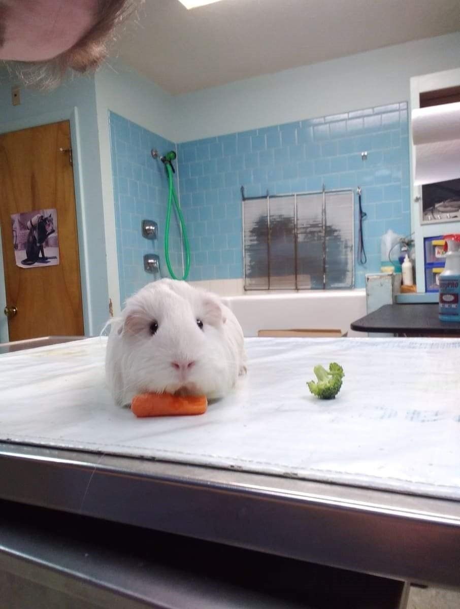 PiperPiper getting some treats