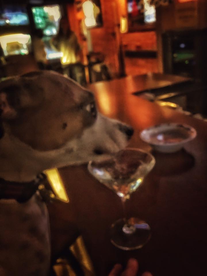 a dog companion inside the tavern