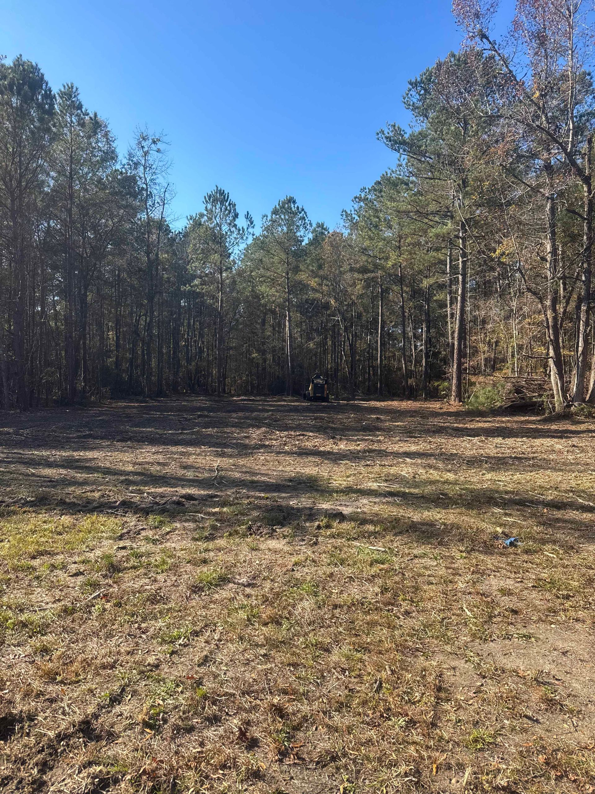 A grassy clearing surrounded by trees under a clear blue sky. The ground is covered with fallen leaves.